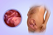 Fetal Development (Week 28), artwork