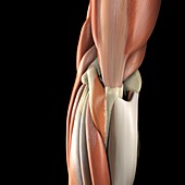 Musculature of the Elbow, artwork