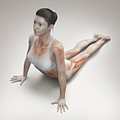 Yoga Cobra Pose, artwork