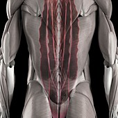 The Deep Muscles of the Back, artwork