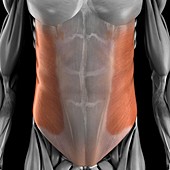 External Oblique Muscle, artwork