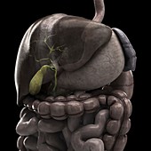 The Gallbladder, artwork