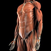 Muscles of the Upper Body, artwork