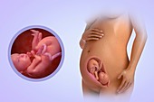 Fetal Development (Week 25), artwork