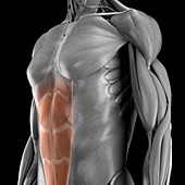 Abdominal Muscles, artwork
