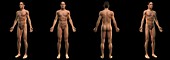 The Male Body, artwork