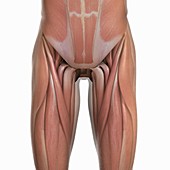 Muscles of the Lower Body, artwork