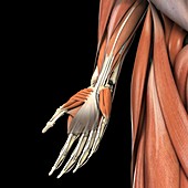 Muscles of the Hand, Arm and Upper Leg