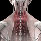 The Deep Muscles of the Back, artwork