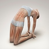 Yoga Camel Pose, artwork