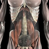 The Psoas Muscles, artwork