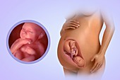 Fetal Development (Week 39), artwork