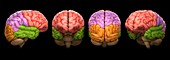 The Human Brain, artwork