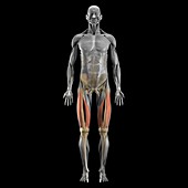 Vastus Medialis and Lateralis Muscles