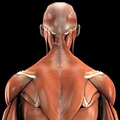 The Muscles of the Back, artwork