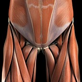 Muscles of the Lower Abdomen and Groin