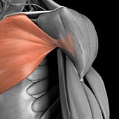 Pectoralis Major Muscle, artwork