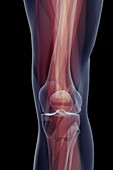 The Musculoskeletal System of the Knee