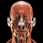 Muscles of the Face, artwork