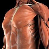 The Muscles of the Chest, artwork