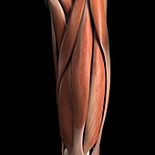 The Muscles of the Upper Leg (Front)