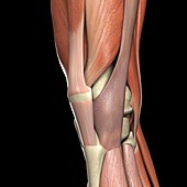 The Muscles of the Knee, artwork