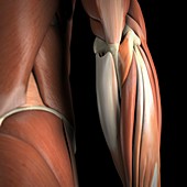The Muscles of the Elbow, artwork