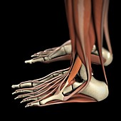 The Muscles of the Feet and Ankles