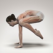 Yoga Crane Pose, artwork