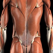 The Muscles of the Back, artwork