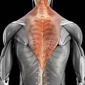 Trapezius Muscle with Skeleton, artwork