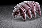 Water Bear (Tardigrades), artwork