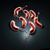 Cholera Bacteria, artwork