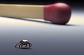 Scale Comparison of a Tick, artwork