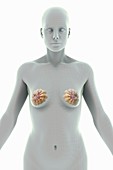 Female Breast Anatomy, artwork