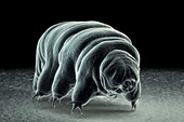 Water Bear (Tardigrades), artwork