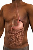 The Stomach, artwork