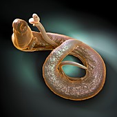 Parasitic Worm Schistosoma, artwork