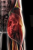 Musculoskeletal Anatomy of the Hip