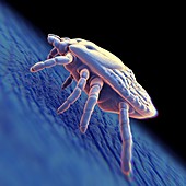 Ixodes Tick, artwork