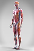 Muscle System, artwork