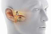 Ear Anatomy, artwork