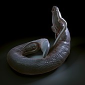 Parasitic Worm Schistosoma, artwork