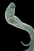 Schistosoma Parasite Worm, artwork