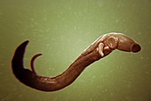 Schistosoma Parasite Worm, artwork