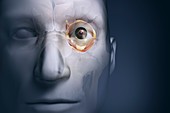 Eye Anatomy, artwork