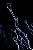 Human Sperm, artwork
