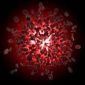 Red Blood Cells, artwork