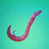 Schistosoma Parasite Worm, artwork