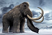 Woolly Mammoth, artwork
